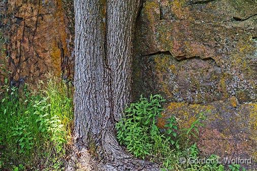 Twin Trunks_11243.jpg - Photographed along the Rideau Canal Waterway near Kingston, Ontario, Canada.